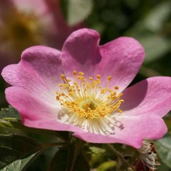 Consulenza fiori di Bach